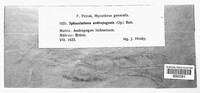 Sporisorium andropogonis image